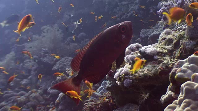 在红海水下寻找食物的鱼群。
