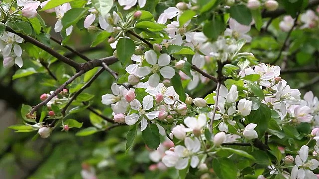 春光明媚的果园里，蜜蜂在飞舞，野鸟在歌唱。盛开的果园树。春天的背景。春天的果园里洒满阳光。春花田背景。花卉图案。野生鸟类的歌曲