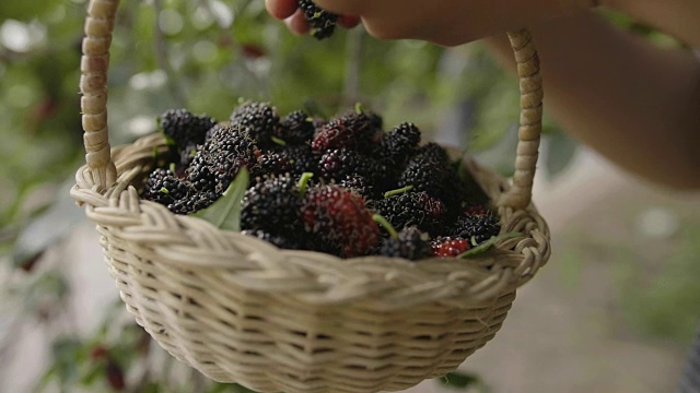 丰收时节，摘桑树