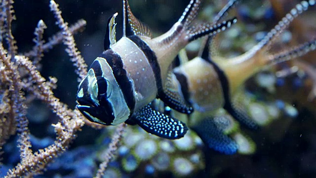 一群珊瑚鱼。海洋水族馆里的热带鱼。