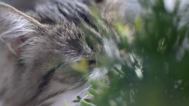 大毛绒绒的猫在窗台上吃青菜。夹。猫吃草
