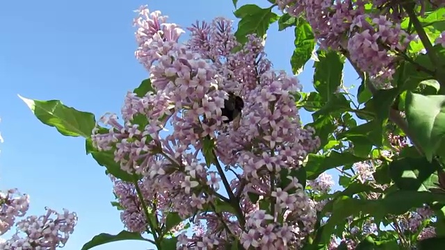 大黄蜂丁香夏日大自然
