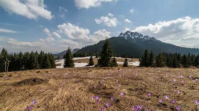 云在春天的山峦上移动，草地上长满了番红花。摄影小车拍摄
