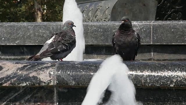 鸽子喝水