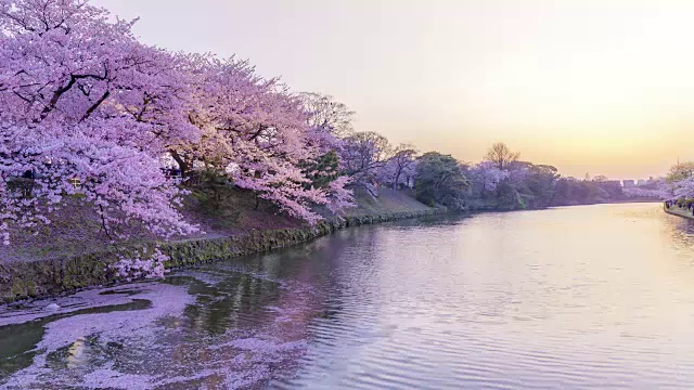 樱花倒映在河面上的时间流逝