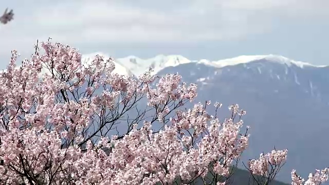 春天盛开的粉红色樱花迎风摇曳。雪山