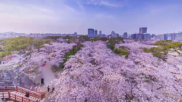 在蔚蓝的天空中，美丽的樱花在城市上空的延时