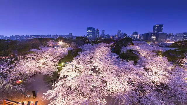 时间的推移，照亮樱花在城市的城市在晚上