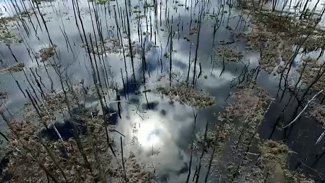 枯树池塘的天线