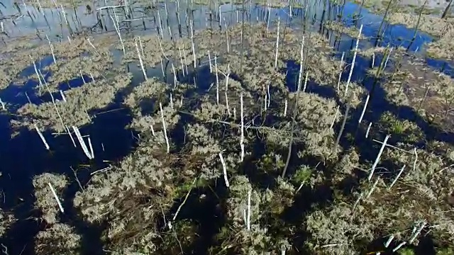 枯树池塘的天线