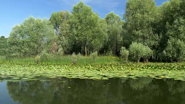 在河边划船，穿过水生植物。夏天美好的一天。4 k, UHD