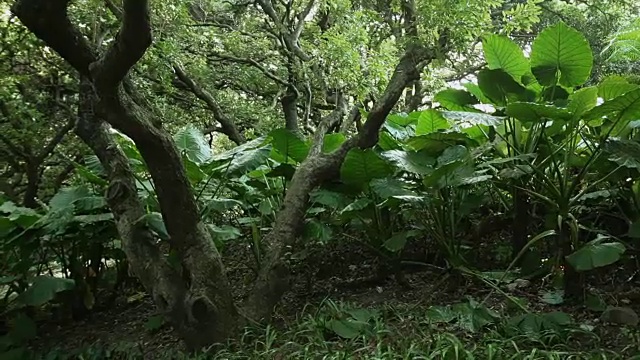 热带雨林。没有人，斯坦尼康镜头