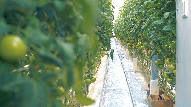 靠近未成熟的西红柿挂在树枝和通道在绿色植物