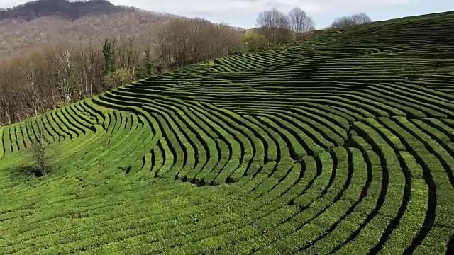 从茶树种植园的顶部俯瞰，绿色植物在白天生长