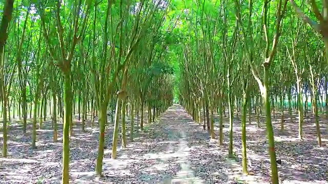 泰国隧道橡胶种植园