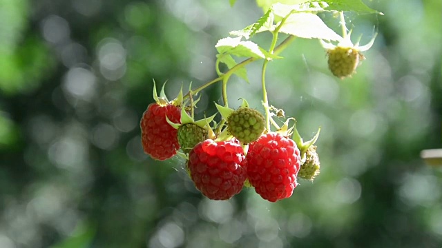 覆盆子是夏季的水果