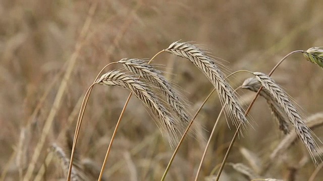 黑麦穗子使庄稼获得丰收