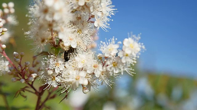 一只蜜蜂在空中收集花蜜，从春天的树枝开花自然景观