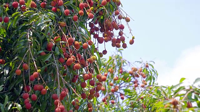 详情图-荔枝新鲜的树上