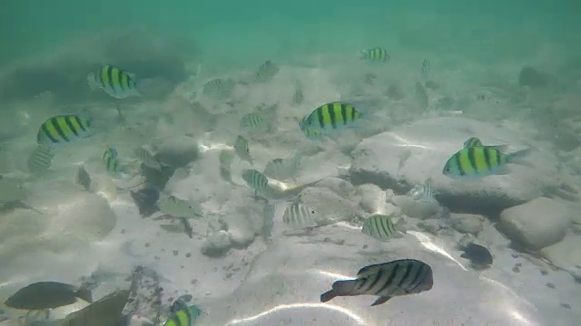 泰国甲米的海洋生物