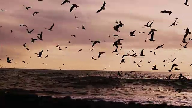详情图-一群海鸟、海鸥和随风飘扬的海滩