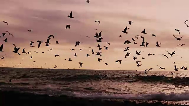 详情图-一群海鸟、海鸥和随风飘扬的海滩