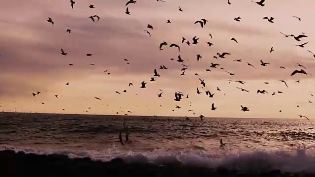 详情图-一群海鸟、海鸥和随风飘扬的海滩