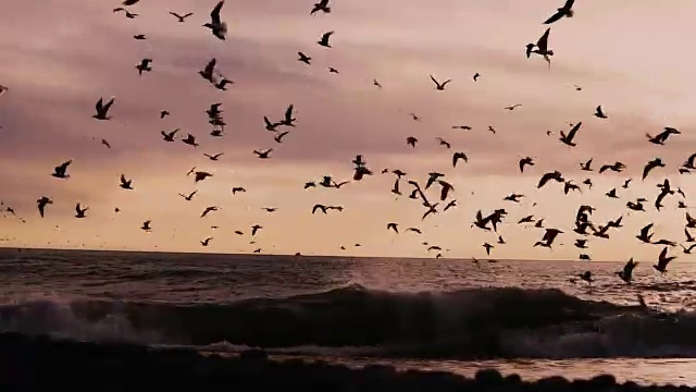 详情图-一群海鸟、海鸥和随风飘扬的海滩