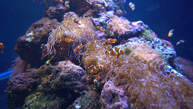 海洋中珊瑚的特写镜头