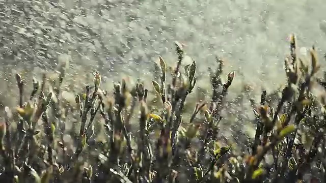 花园洒水车水滴