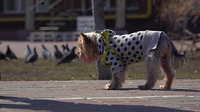 一个女人牵着一只约克郡犬走在街上