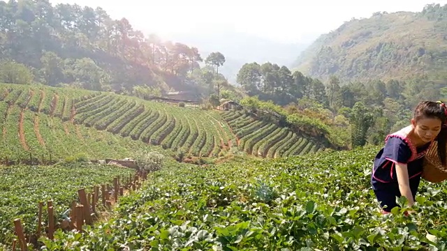 在泰国清迈的doi ang khang国家公园，年轻的亚洲部落妇女从田间种植园采摘草莓到篮子里。美丽的亚洲女模特在她的30多岁。