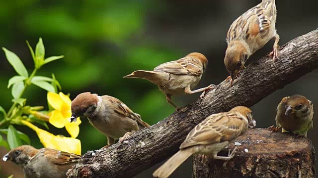 菲律宾玛雅鸟欧亚树麻雀栖息在树枝上啄食米粒