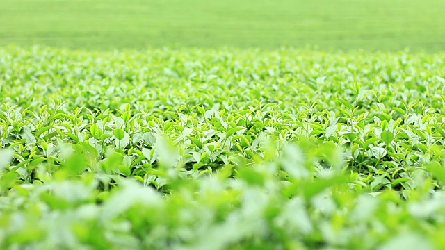 詳情圖-高地上的茶樹。