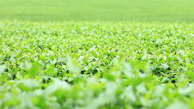 詳情圖-高地上的茶樹。