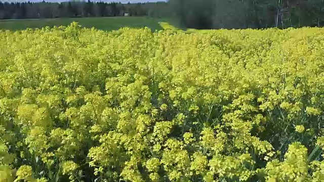 黄油菜花油菜田间
