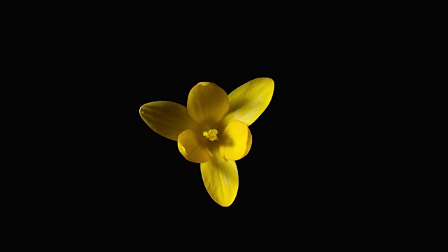 黄番红花，藏红花，花椒花。时间流逝的视频。俯视图