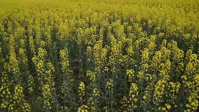 田间开花的油菜。