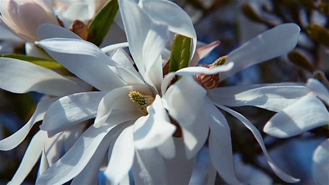 白色和粉红色的苹果花缓慢旋转录像