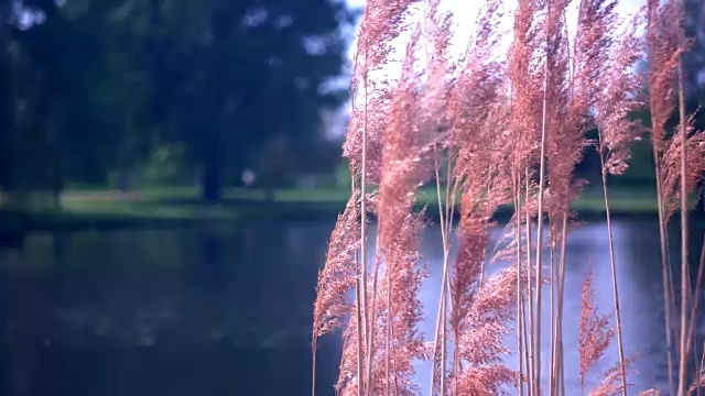 芦苇在风中摇曳。平静的心情