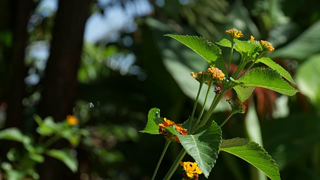 小橙花摇曳