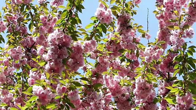 盛开的粉红色樱花树枝。樱花是春天的花