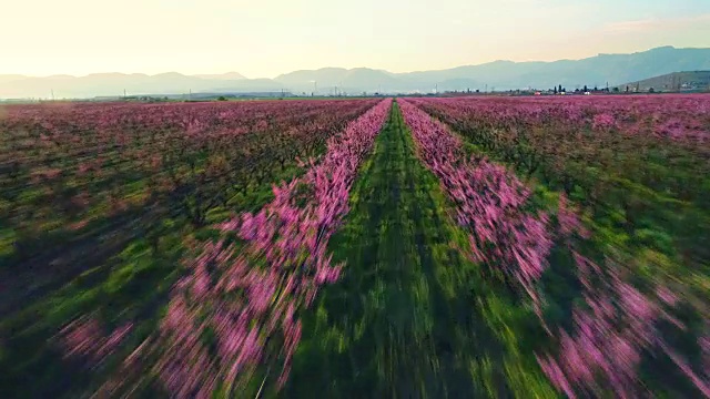 鸟瞰乡村的水果树开花的景象。桃、李、油桃