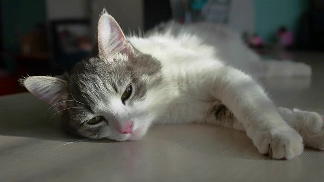 小猫躺在床上休息，窗外的光线落在脸上。猫的生活，轻松，休息在阳光透过推门宠物窗户