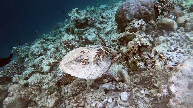 蓝色的泻湖，海龟在鱼中间游泳