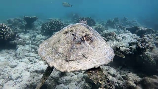 珊瑚礁在浅水与海龟游泳