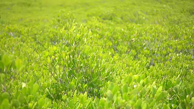 红树林，平滑的视频平移