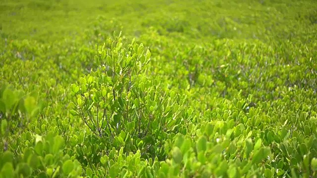 红树林