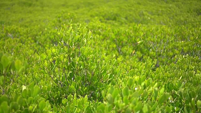 红树林