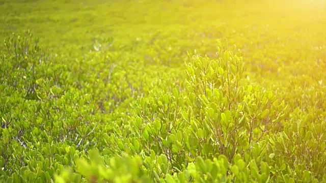 红树林